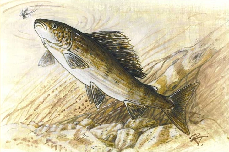 Tekst i rysunki Robert Tracz