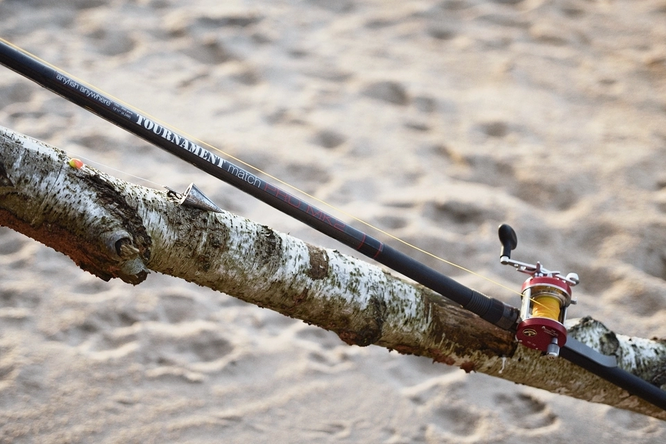 Wędzisko plażowe na gałęzi brzozy