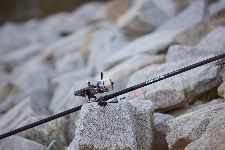 Wędzisko morskie leżące na dużych pokruszonych blokach skalnych