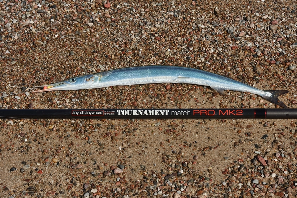 Belona z wędką na kamienistej plaży