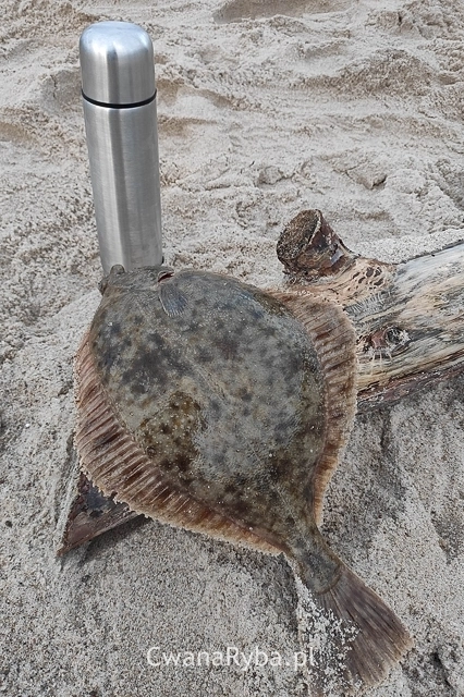 Duża stornia na tle termosu