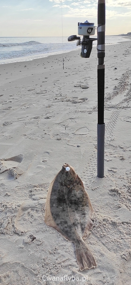 Wędka i flądra na tle brzegu morza