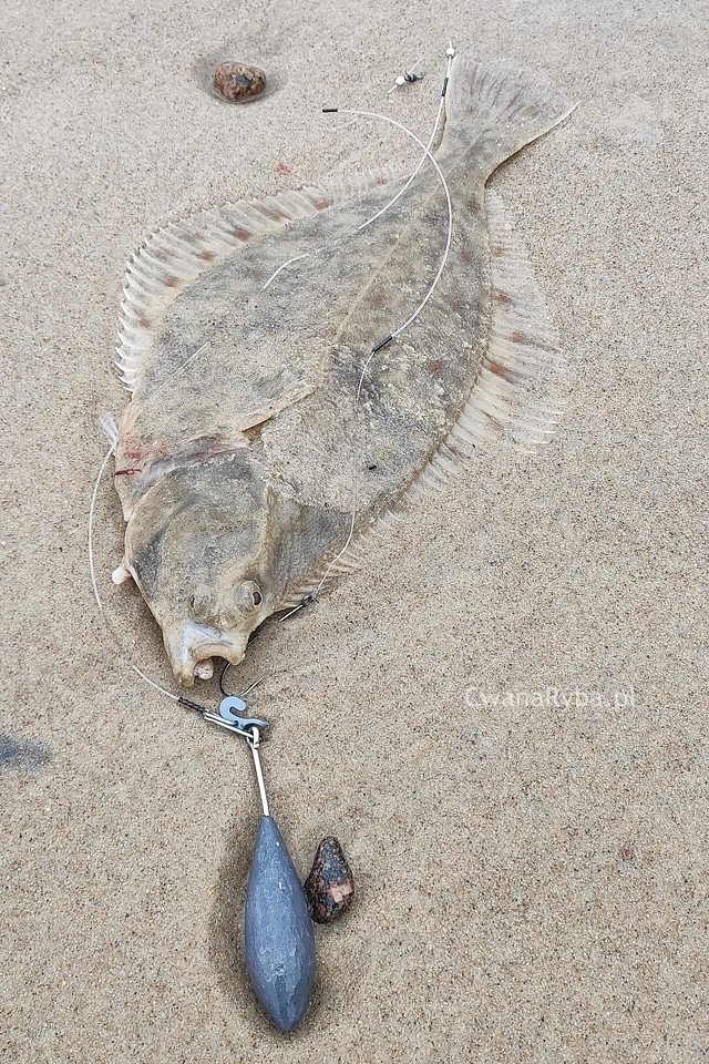 flądra i systemik wędkarski do połowu ryb z plaży