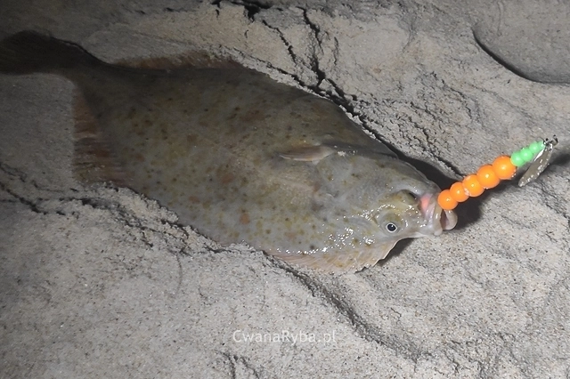 Gładzica z przyponem wędkarskim w pysku