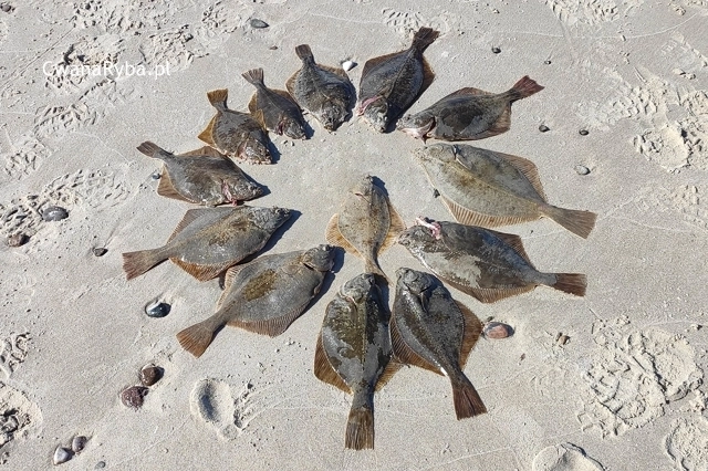 13 fląder na piasku morskim