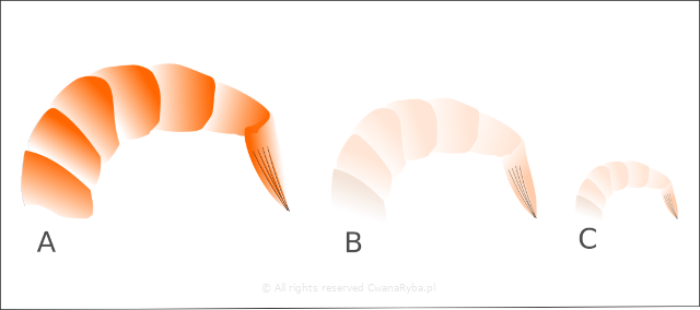 Rysunek krewetki królewskiej, białej i indyjskiej