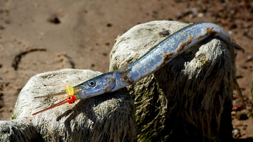 Belona na drewnianych palach falochronu