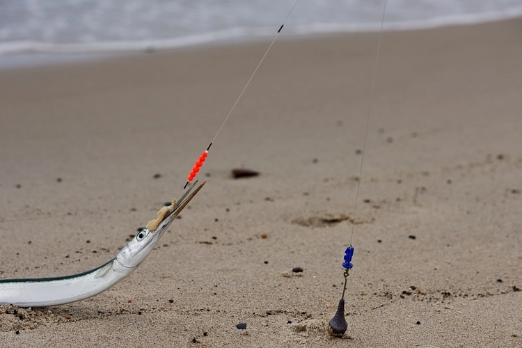 System wędkarski na belony