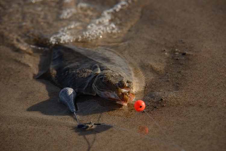 Zestaw do łowienia płastug z plaży