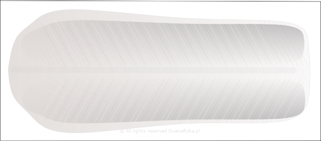 Rysunek płata śledziowego