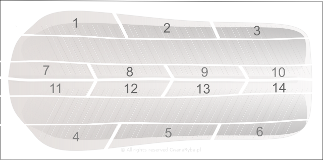 Rysunek pokrojonego płata śledziowego na mniejsze części