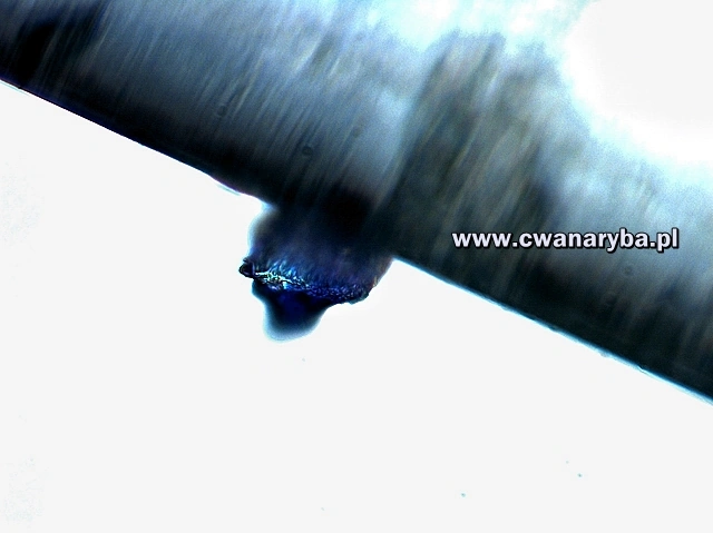 Tania żyłka obraz w powiększeniu 1/4000