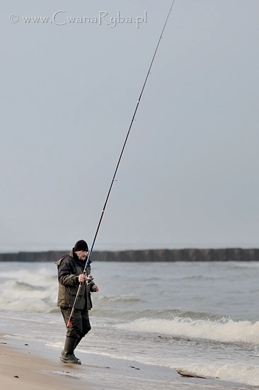 Kolejny leszcz z Bałtyku na brzegu