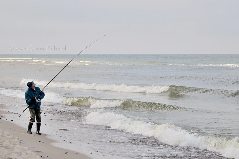 Hol morskiego leszcza