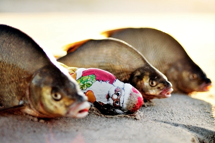 Mikołaj dobrze się w tym dniu spisał