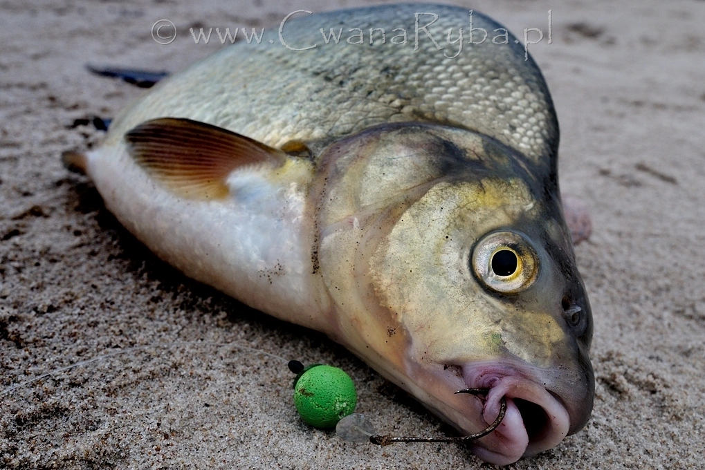 Leszcz morski złowiony w połowie listopada na pusty haczyk