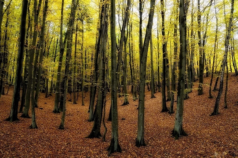 Późna jesień, to jedyna pora roku na połowy dorsza z plaży w naszym kraju