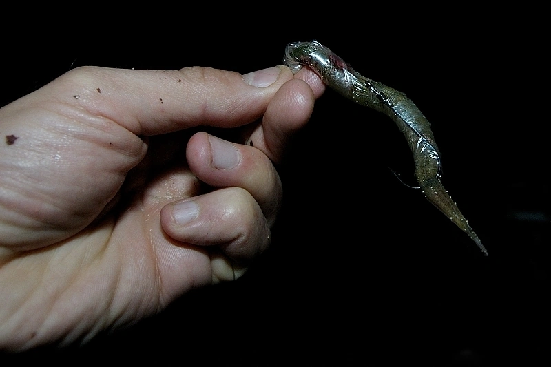 Zabezpieczenie przynęty taśmą PVA