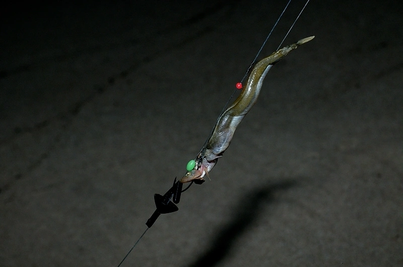 Zakładanie na haczyk mrożonego tubisa