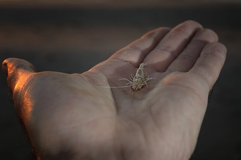 Garnela jest dobrą przynętą, lecz trudną w uzbrajaniu w haczyk