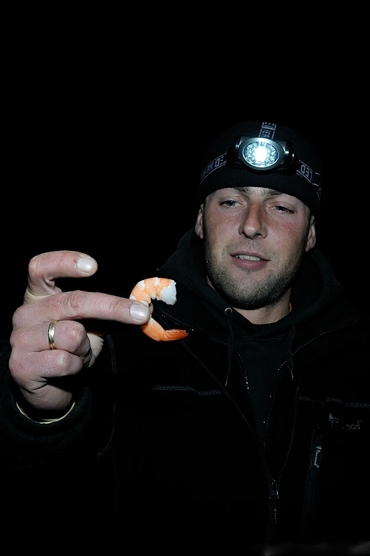 Krewetka Królewska idealna przynęta na średnie i duże ryby w metodzie surfcastingowej