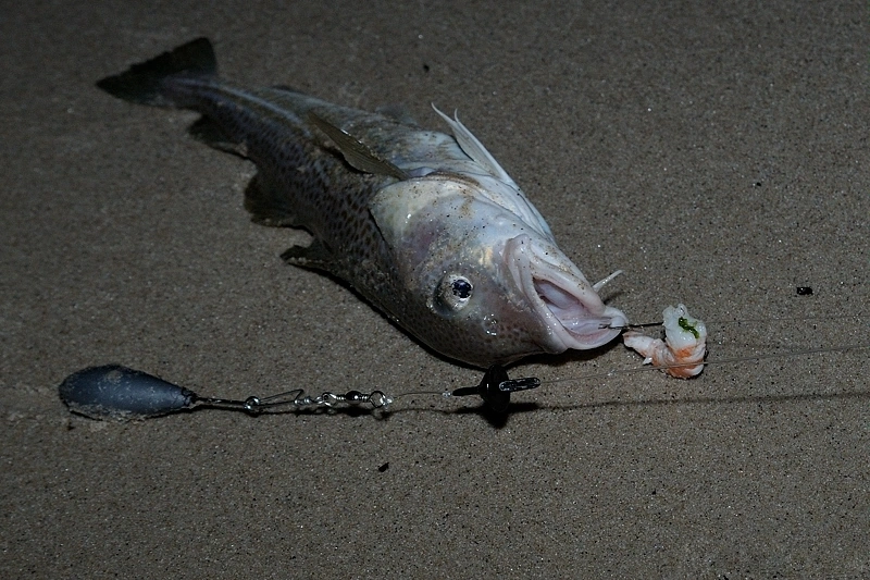 Duże i delikatne pyski dorsza szybko na piasku pozbywają się haczyka