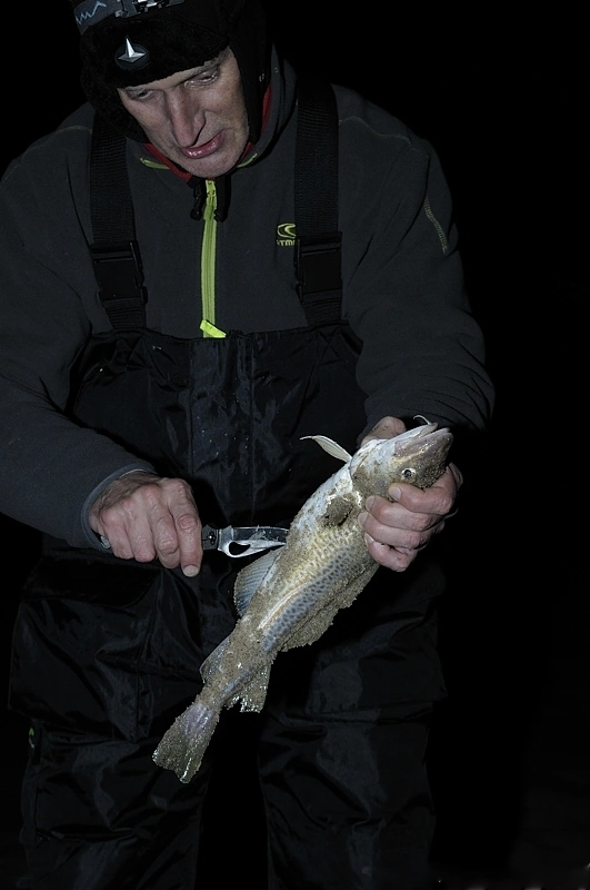 Natychmiastowe sprawienie ryby daje szansę na pozyskanie tubisów połknietych przez dorsza