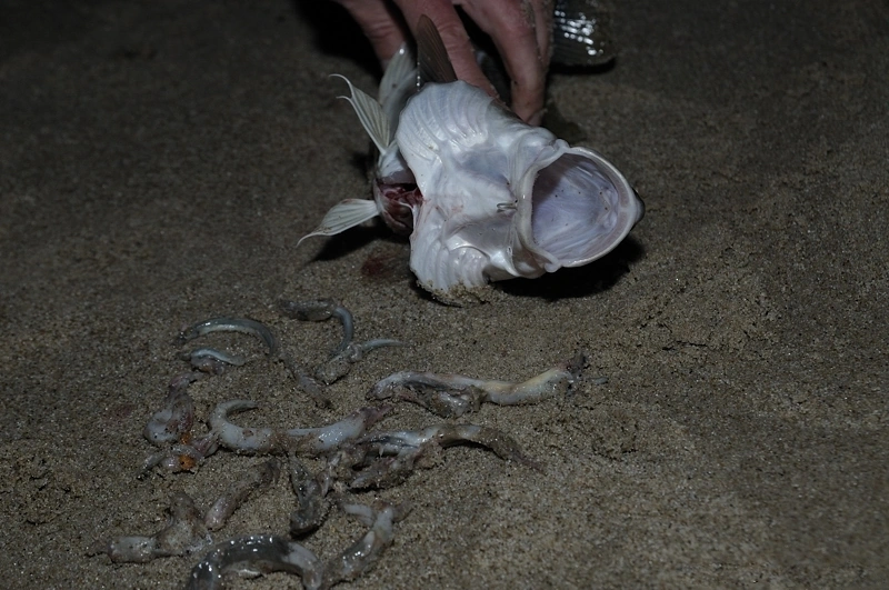 Ten dorsz miał w swoim przewodzie prawie dwadziescia tubisów i połakomił się jeszcze na krewetkę