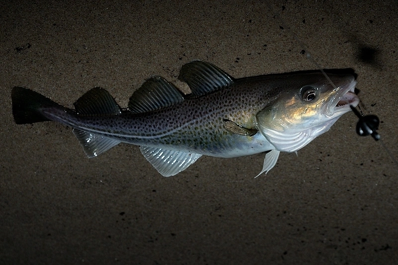 Najczęściej wielkości łowionych dorszy nie przekraczają 50 cm