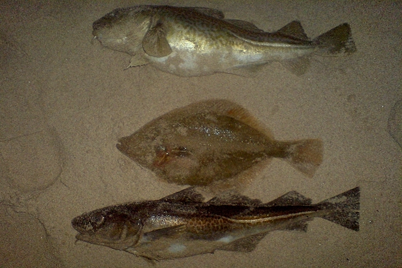 Dobrze wykorzystany okres przebywania ryb w łowisku