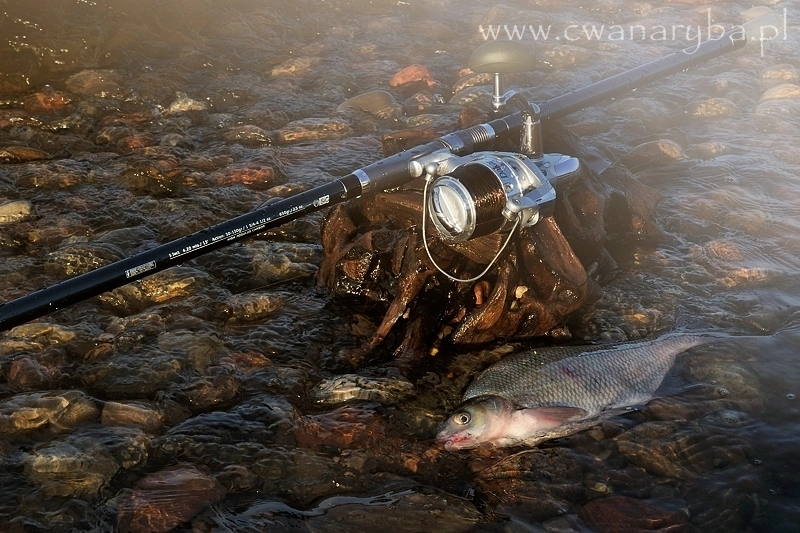 Wędkę Grauvell TEKNOS Beachcast 4200 miałem okazję przetestować nad łowiskiem