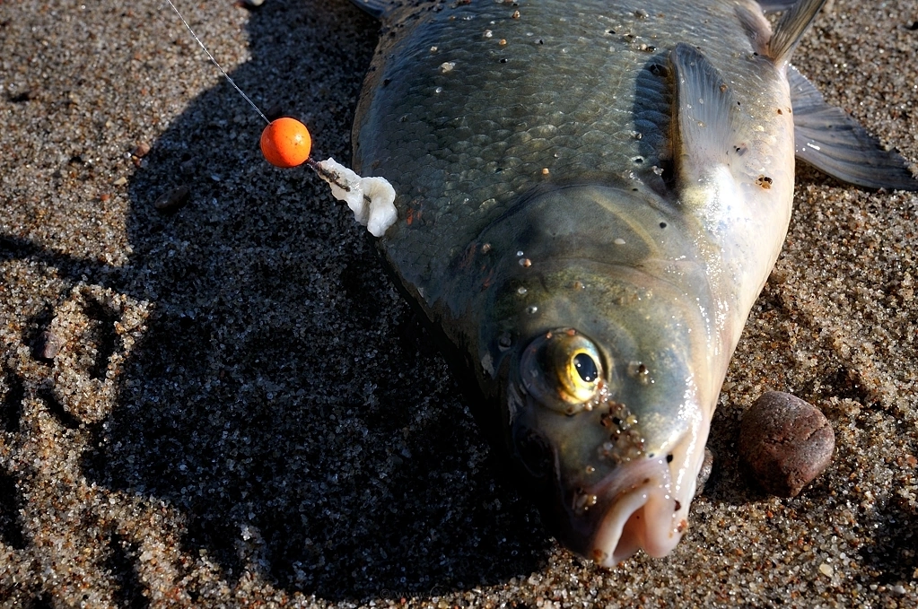 Przypadkowo zahaczony leszcz podczas ściągania zestawu - Nikkor 24mm @1,4