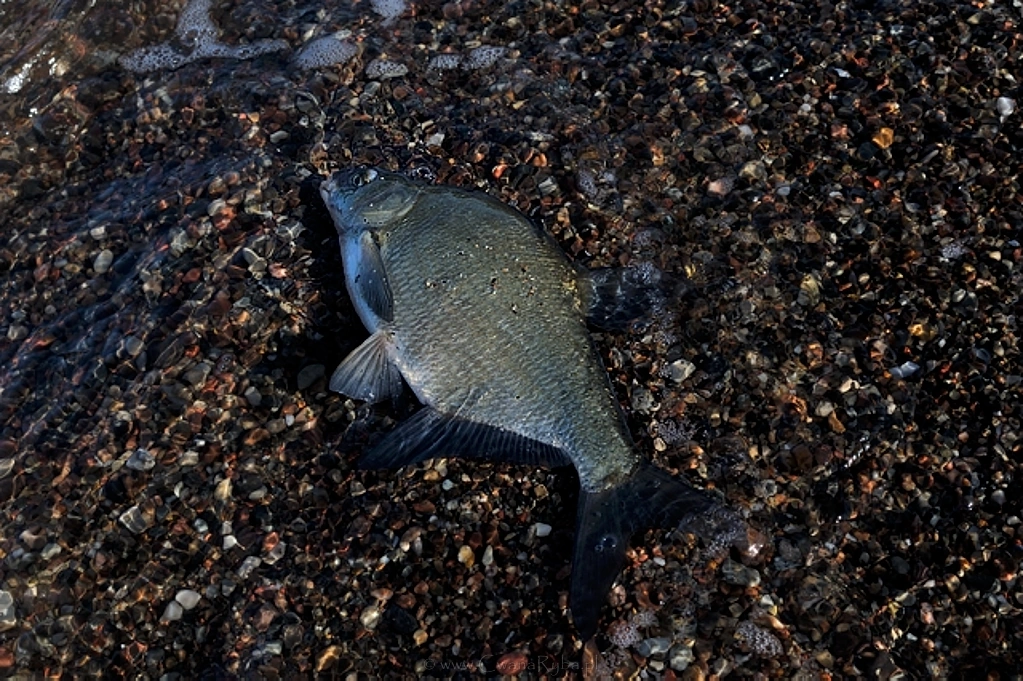 Przepisy nakazują wypuścić tak pozyskaną rybę - Nikkor 24mm @1,4