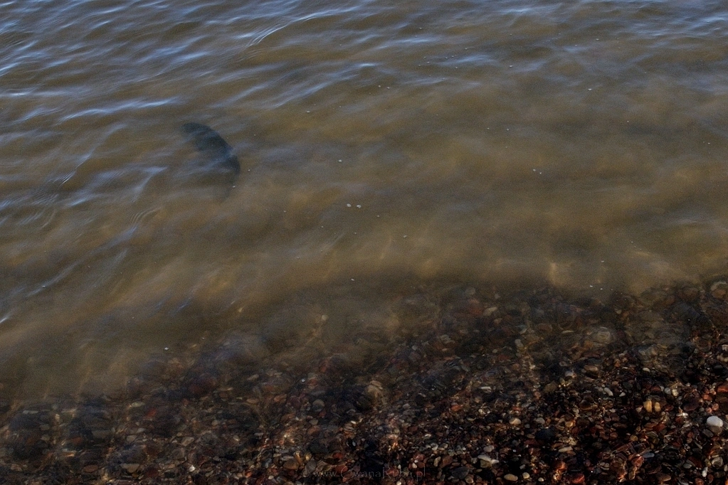 Droga ryby do wolności - Nikkor 24mm @1,4