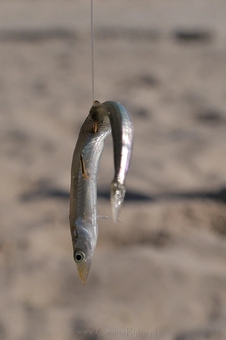 Metoda druga zakładania tubisa - Nikkor 24mm @1,4