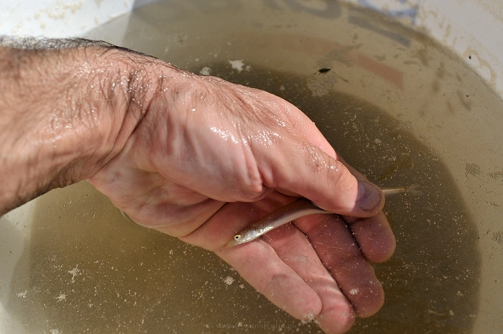 Wiaderko woda i piasek, to najlepsza metoda przechowywania żywych tubisów - Nikkor 24mm @1,4