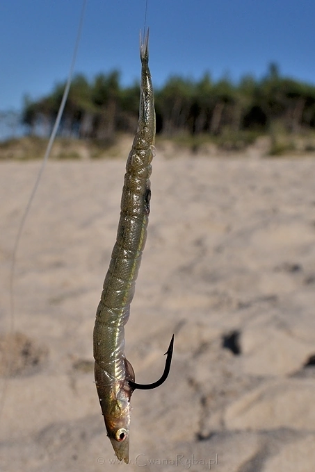 Metoda pierwsza zakładania tubisa - Nikkor 24mm @1,4