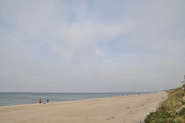 Widok wschodniej części plaży Mielna zdominowany stanowiskami surfcastingowymi