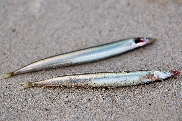 Tubis jest najlepszą przynętą na dorsza z plaży