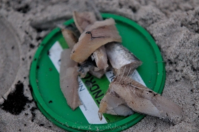 Filety ze śledzia są dobrą alternatywą na nocne połowy dorsza i flądry z plaży