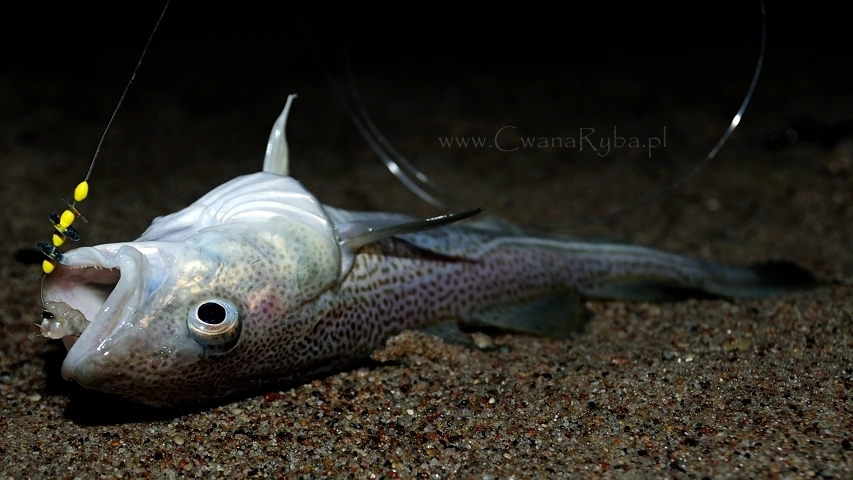 Dorsz złowiony zimową nocą na fileta w okolicach Łaz