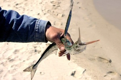 kaleczenie ryb metodą spinningową tradycyjną