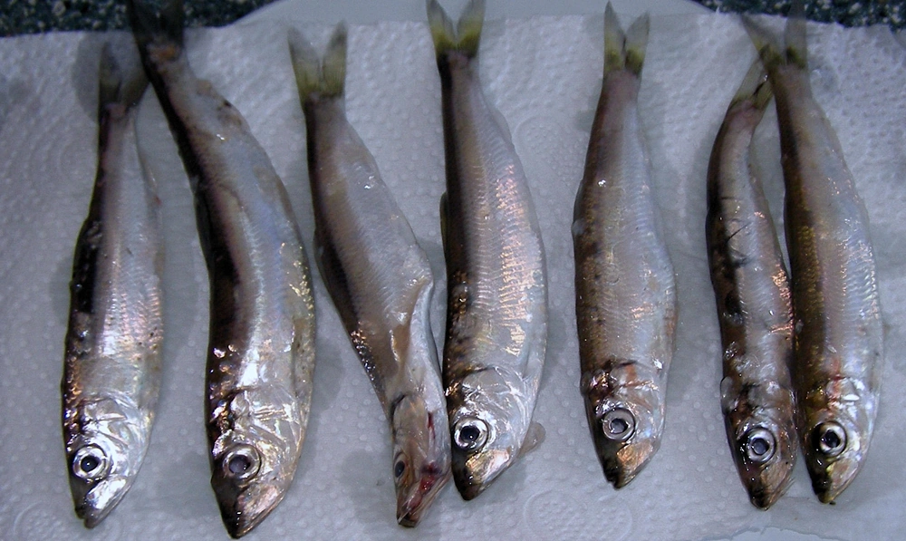 Szprotki rozłożone na papierowym ręczniku w celu zamrożenia