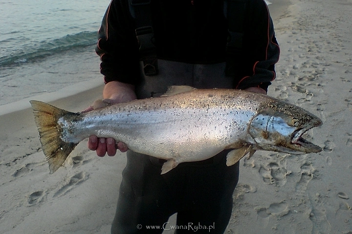 Majowy srebniak złowiony po wschodniej stronie Łaz