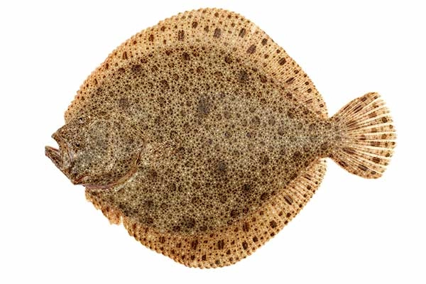 Turbot skarp