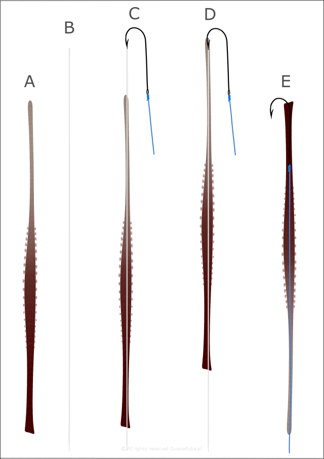 Rysunek robaka piaskowego arenikola