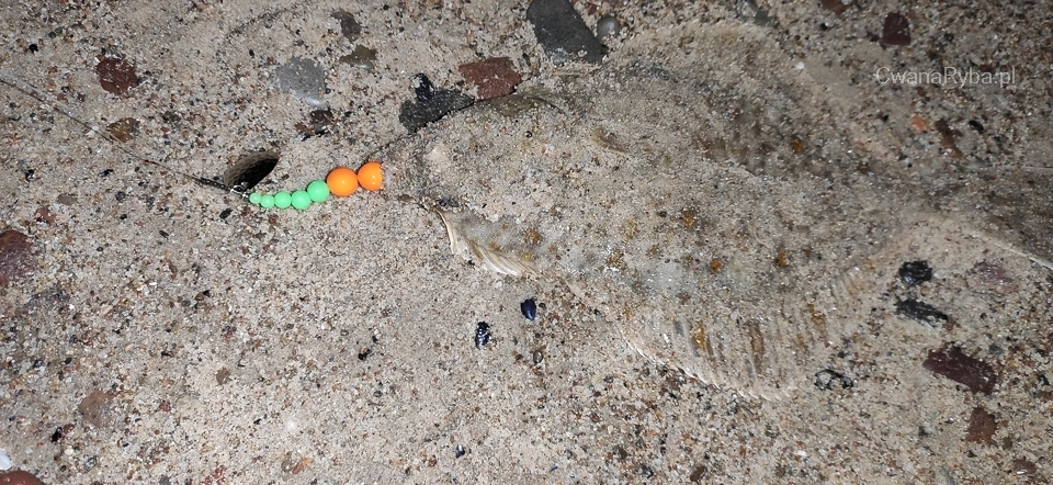 Stornia z zestawem wędkarskim w pysku