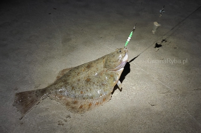 Gładzica i systemik wędkarski na flądry