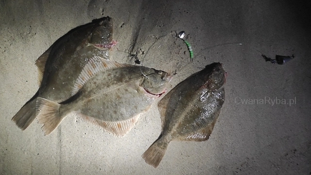 Duże stornie ułożone na piasku